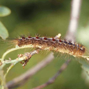 Gypsy moth caterpillar / larva