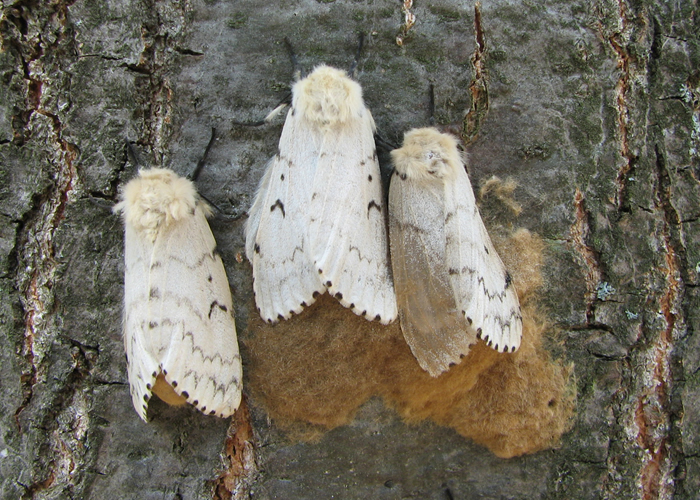 White female gypsy moth and their egg masses